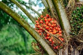 Oil Palm